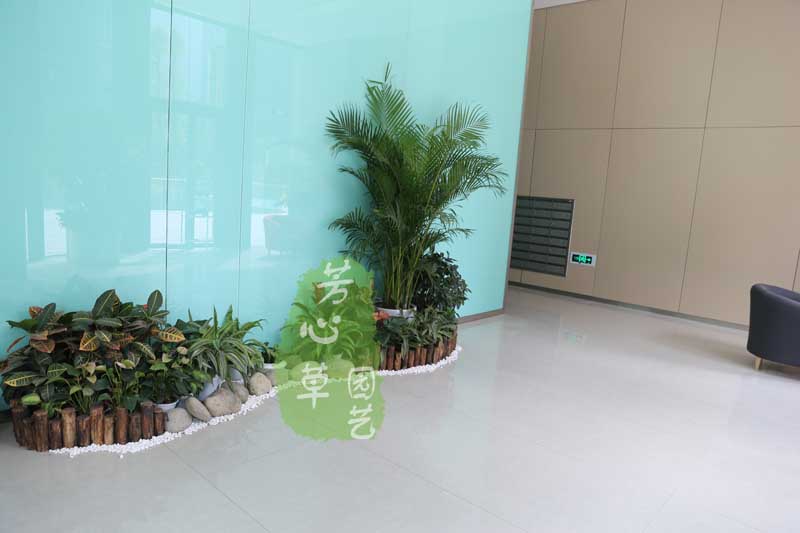 上海写字楼植物租赁案例